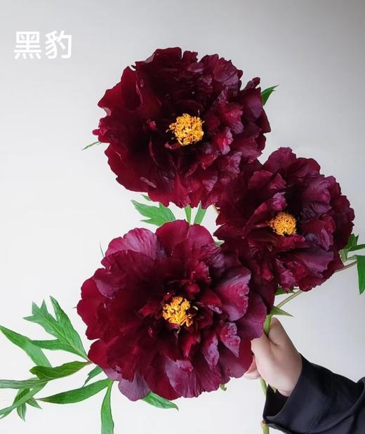 黑豹牡丹花5支 商品图0