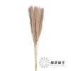 永生花材 | 大芦苇原色 商品缩略图0