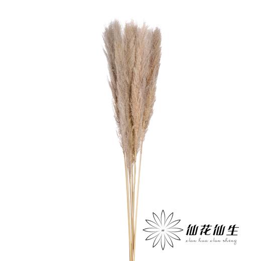 永生花材 | 大芦苇原色 商品图0