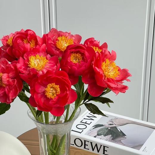 【山东仓现货 】 顺丰包邮芍药 | 珊瑚魔法 商品图1