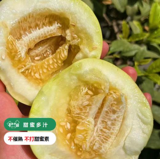 【SGS 380项农残O检出】【“土”甜瓜】浓香多汁，肉脆瓤蜜， 不催熟，不打甜蜜素，不打膨大剂 商品图0