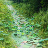 特惠活动『洪湖纯野生带芯莲子』莲香浓郁，莲芯更苦，粉糯紧实，原始老品种 商品缩略图8