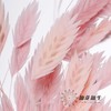 永生花材 | 小盼草粉色 商品缩略图3