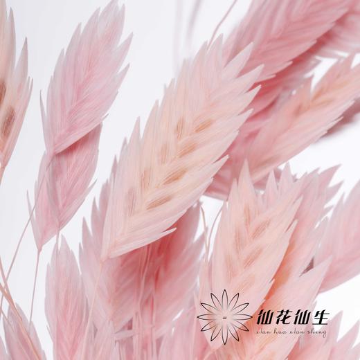 永生花材 | 小盼草粉色 商品图3