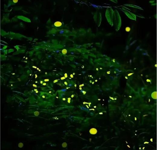 4.25【都江堰青城山】萤火虫之约！仲夏夜之梦亲子徒步 商品图4