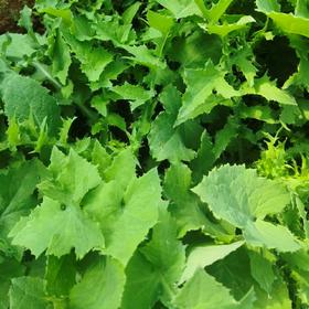 【新开园福利】鸿翠园 有机野苦菜