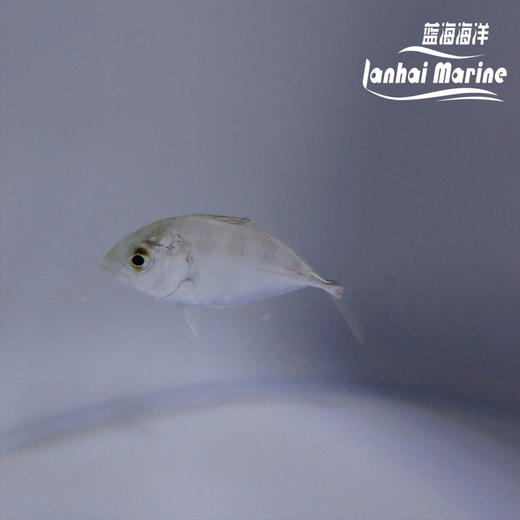 人工牛港参 商品图3