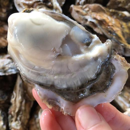 乳山生蚝 无公害养殖海域 名特优新农产品 地理标志 商品图1