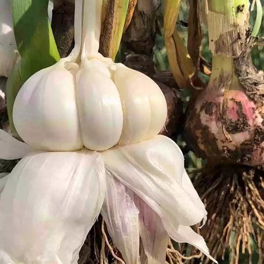 河南紫皮多瓣蒜（新鲜大蒜）3斤/4.5斤 商品图1