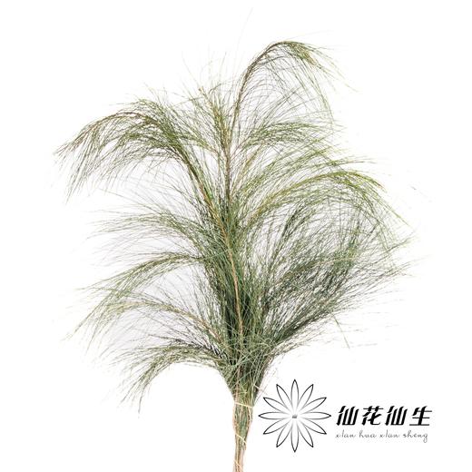 叶材 | 木麻黄 商品图0