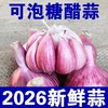 河南紫皮大蒜新鲜现挖,鲜美味浓,辛辣醇香 商品缩略图1