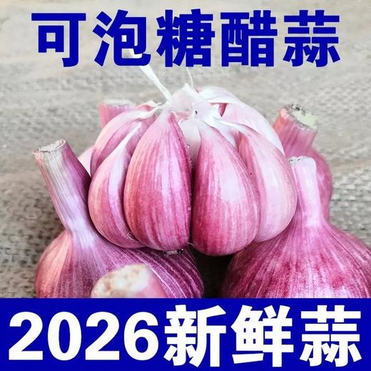 河南紫皮大蒜新鲜现挖,鲜美味浓,辛辣醇香 商品图1