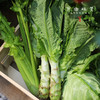 生态蔬菜组合（莴笋/带壳豌豆/带壳蚕豆/生态西芹/生态莲花白）（农场直发-顺丰包邮）|多种规格，来自成都郫都，生产者：原乡生态农场 商品缩略图5