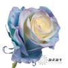 国产染色玫瑰 | 独角兽 商品缩略图3