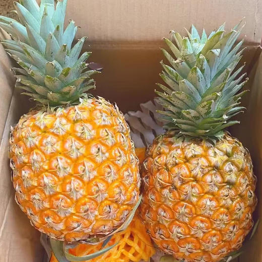 海南芒果凤梨 新鲜水果香甜多汁削皮即食 商品图0