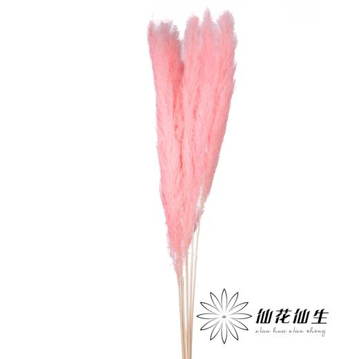 干花 | 大芦苇粉 商品图0