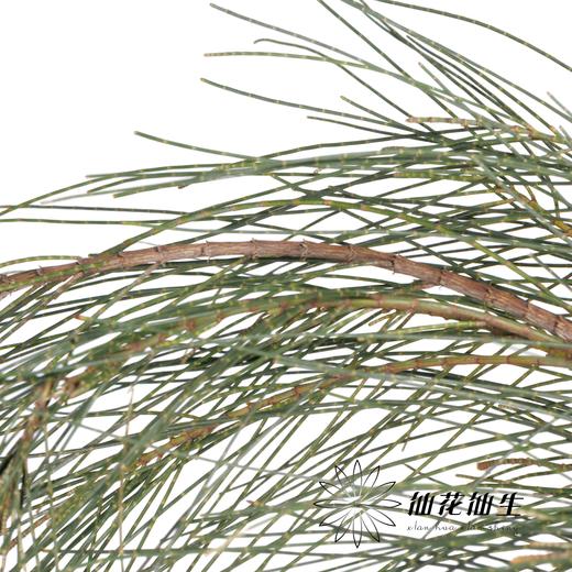 叶材 | 木麻黄 商品图3