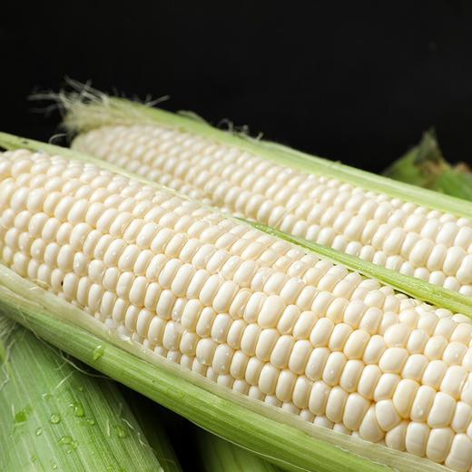【精选品质❗️白糯牛奶玉米】产地直采锁鲜直达，奶白颗粒饱满，白糯玉米香糯玉米白甜糯玉米，嫩包谷带壳黏玉米应季糯玉米L 商品图2