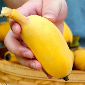 【福建苹果蕉】水润香甜 高山现摘现发甜香蕉