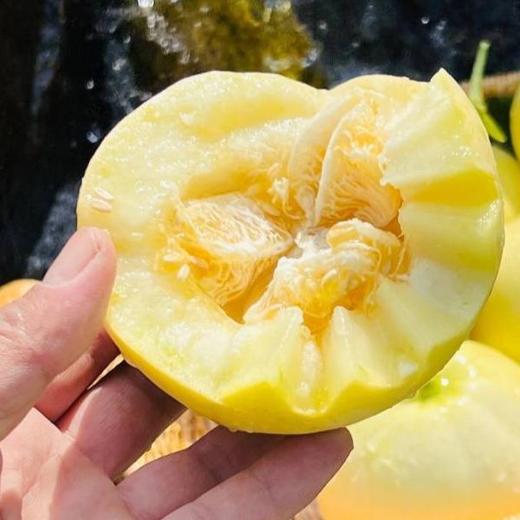 【小蜜罐甜瓜】 山东小蜜蜂甜瓜早甜脆应季水果星甜20当季现摘蜜罐整箱 商品图2