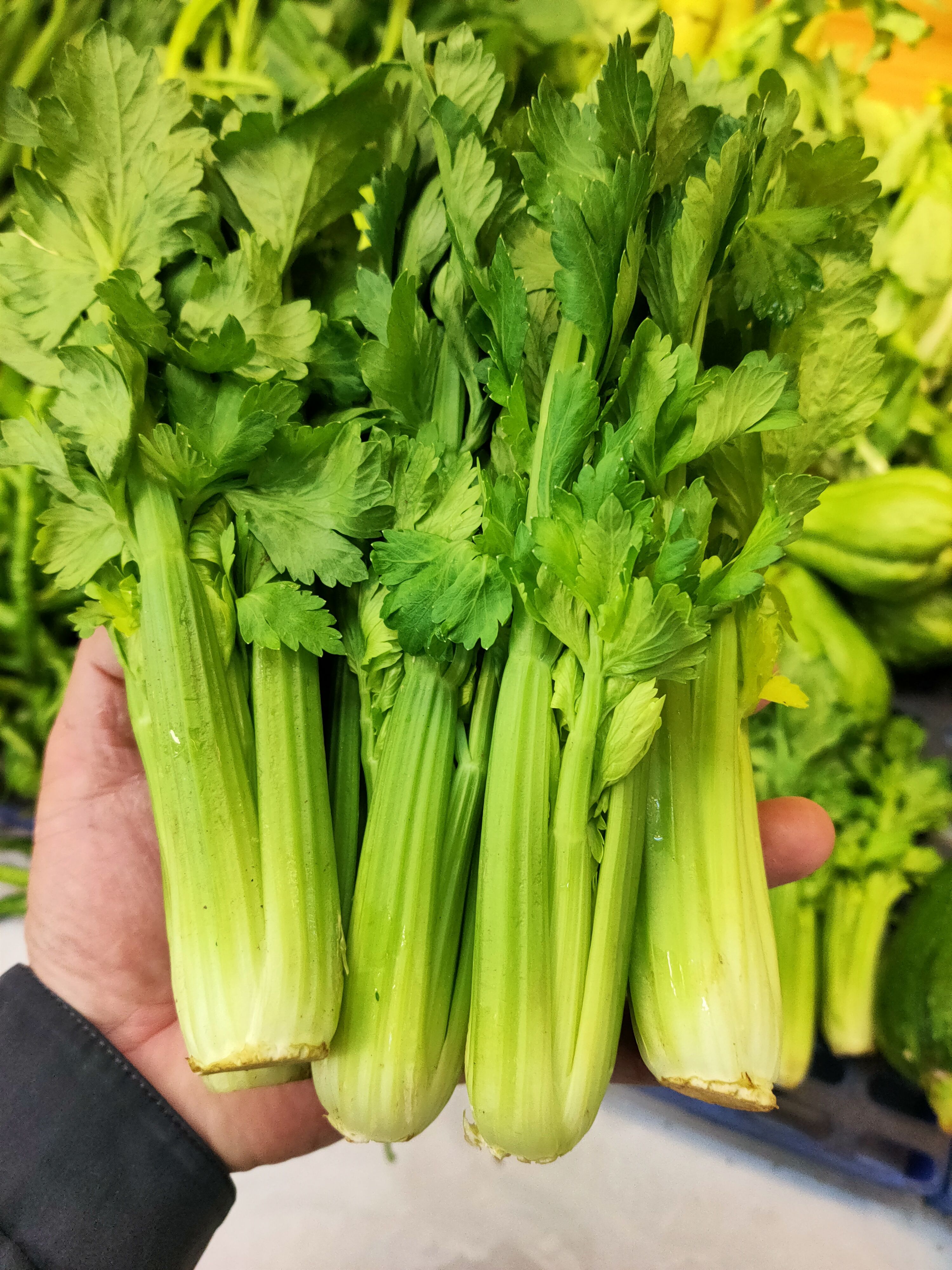 云南清芹菜，1份0.5斤