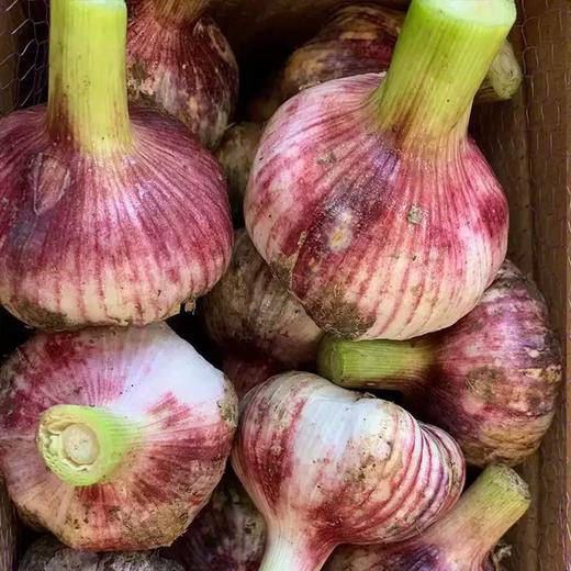 河南紫皮多瓣蒜（新鲜大蒜）3斤/4.5斤 商品图4