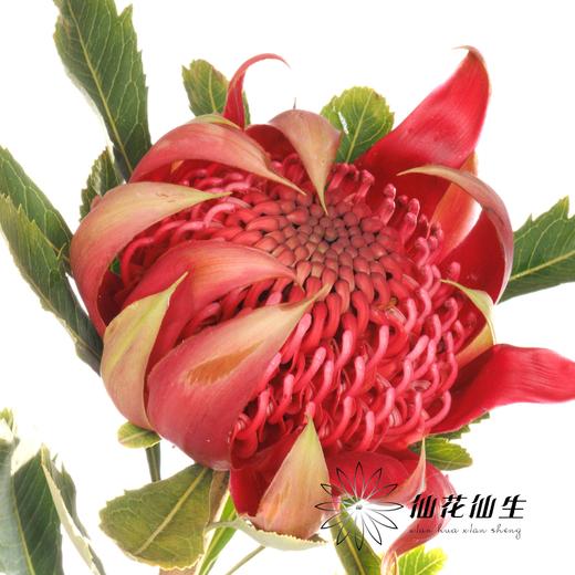 配花 | 杨月季海神王 商品图2