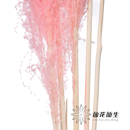 干花 | 大芦苇粉 商品图2