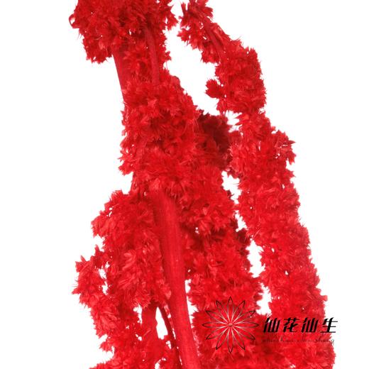 永生花材 | 吊米红 商品图1