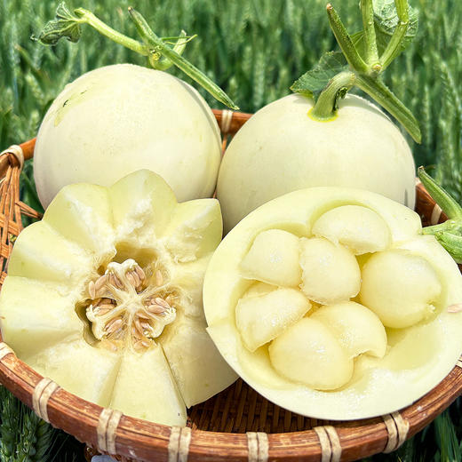 『陕西阎良甜瓜』肉质鲜嫩 香甜多汁 商品图0