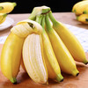 【福建苹果蕉】水润香甜 高山现摘现发甜香蕉 商品缩略图4