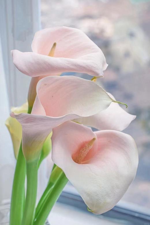 【四月宜养花】火烈鸟马蹄莲5支+香槟色洋桔梗7-10朵+紫色系洋桔梗或粉色系7-10朵+送小绣球1支/份（绣球容易脱水送的不售后） 商品图2