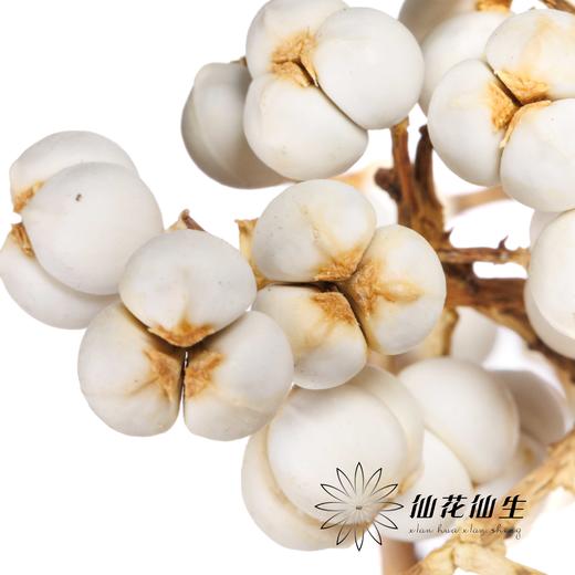 配果 | 小白果【运输途中果子易掉，介意慎拍】 商品图0