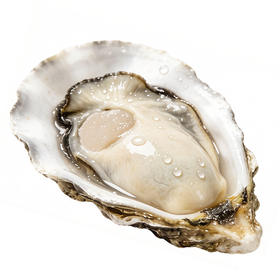 乳山生蚝 无公害养殖海域 名特优新农产品 地理标志