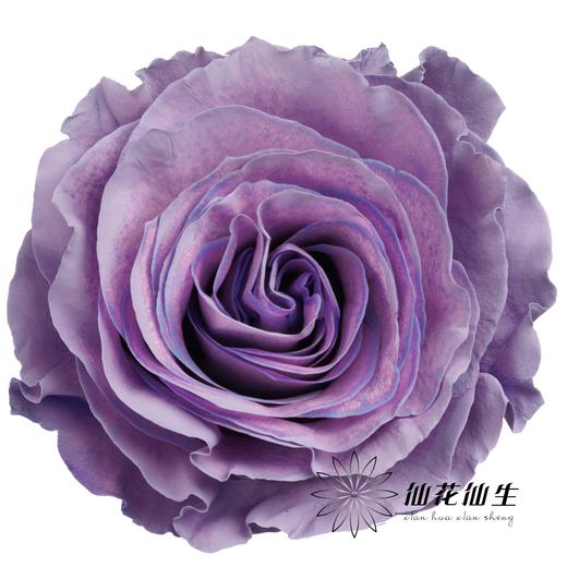 国产染色玫瑰 | 甜蜜薰衣草 商品图0