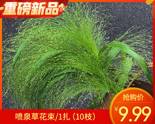 【预售-4月22日配送】喷泉草花束/1扎（10枝） 商品图0