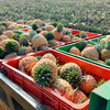 海南芒果凤梨 新鲜水果香甜多汁削皮即食 商品缩略图4