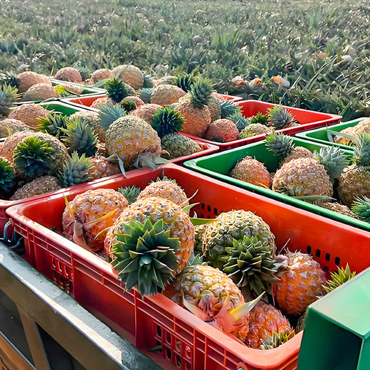 海南芒果凤梨 新鲜水果香甜多汁削皮即食 商品图4