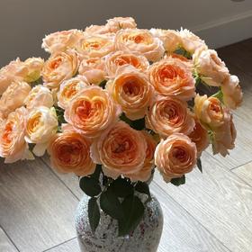 多头玫瑰 | 漂亮苏琪