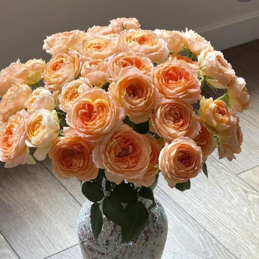 多头玫瑰 | 漂亮苏琪 商品图0