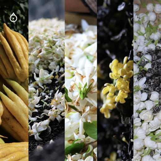 企鹅吃喝|福建花果香原叶茶 时令鲜花鲜果窨制乌龙茶绿茶 5种风味 佛手柑/柚子花/栀子花/桂花/茉莉龙珠 商品图8