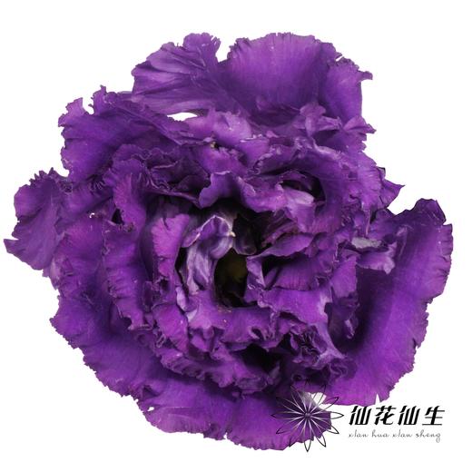 宝熠洋桔梗 | 朱莉娅蓝深紫色 商品图0