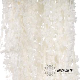 永生花材 ｜ 吊米白色