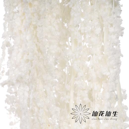 永生花材 ｜ 吊米白色 商品图0