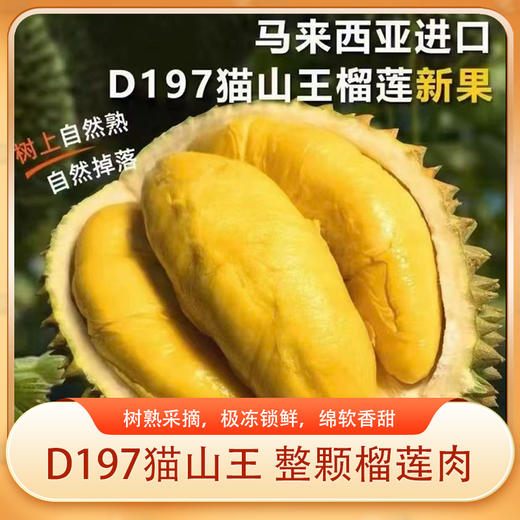 D197猫山王榴莲肉 整颗榴莲肉  树熟采摘，极冻锁鲜，绵软香甜 商品图0