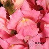 配花 | 金鱼草粉色 商品缩略图3