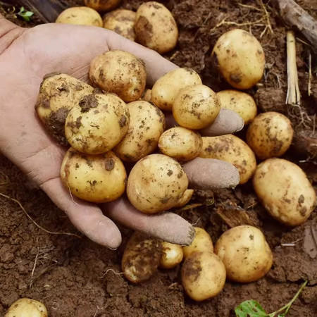 觅乡音贵州普定【黄心洋芋】5斤装 现挖现发新鲜洋芋  全国包邮（五区不发货） 商品图1