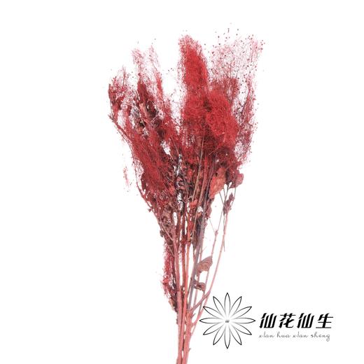 永生花材 | 雾中情人红色 商品图0