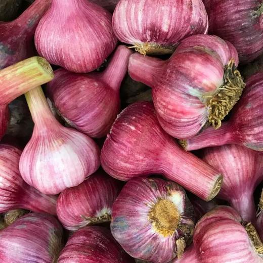 河南紫皮大蒜新鲜现挖,鲜美味浓,辛辣醇香 商品图2