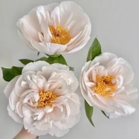 【昆明仓现货 】 芍药 | 羞涩公主